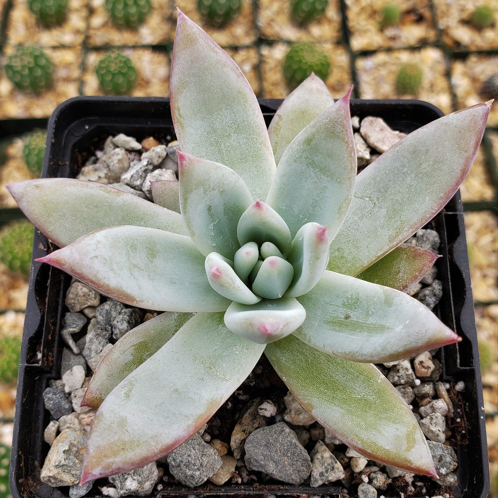 Echeveria colorata
