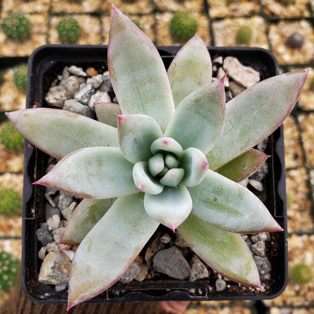 Echeveria colorata