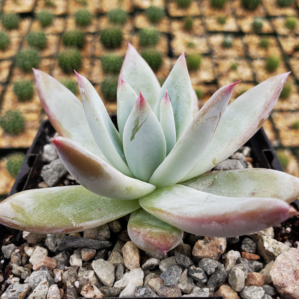 Echeveria colorata
