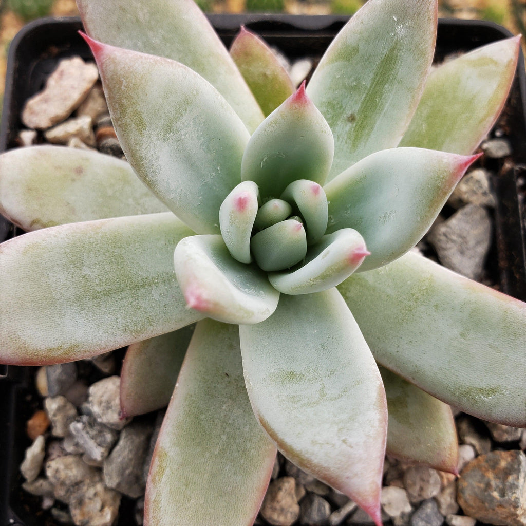 Echeveria colorata