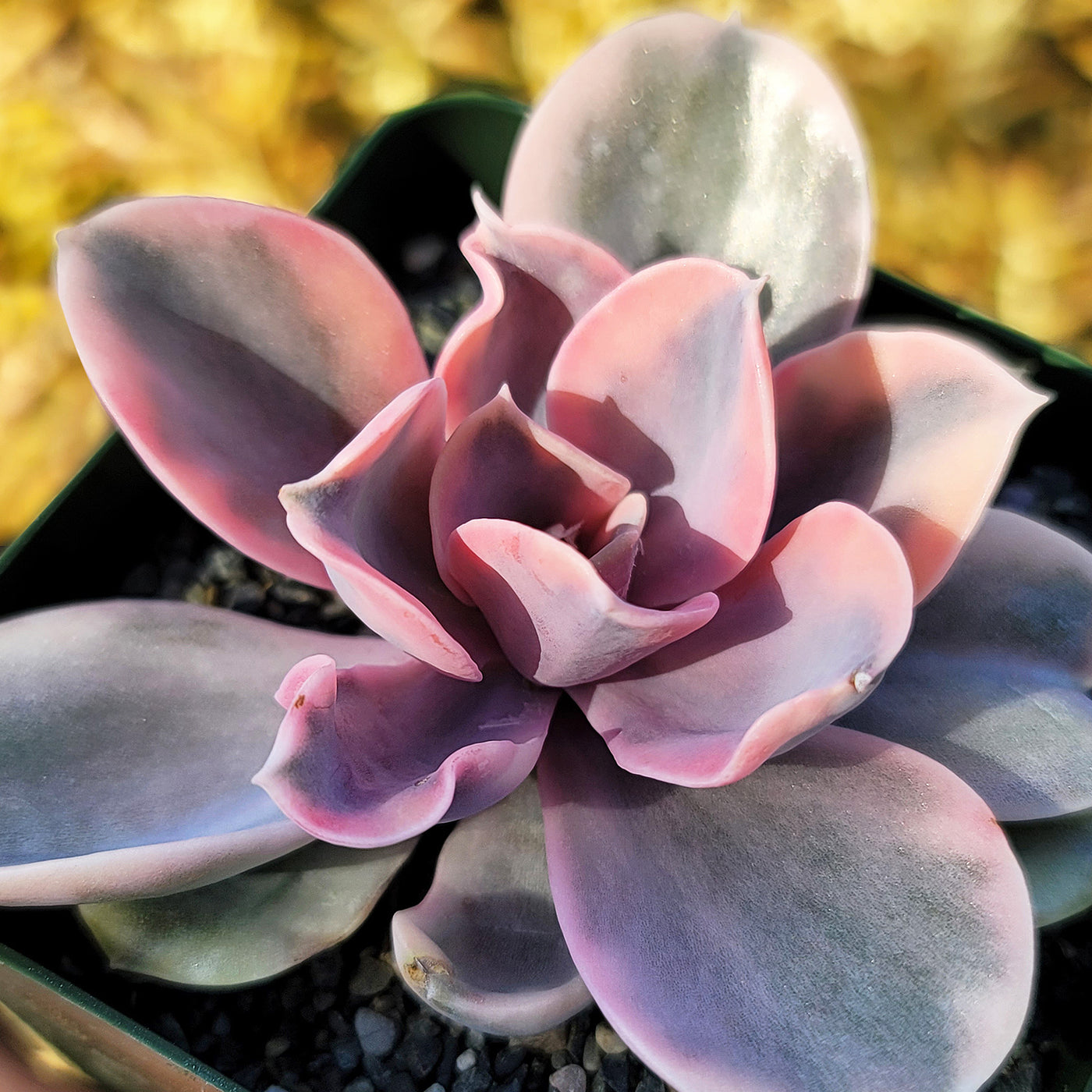 west rainbow succulent Echeveria Rainbow – Planet Desert
