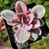 Echeveria Rainbow