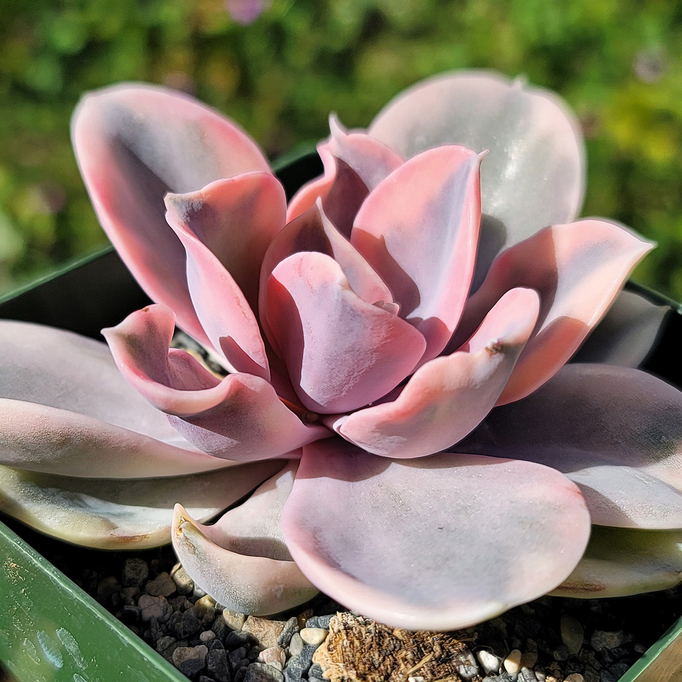 rainbow sand rose succulent Echeveria Rainbow – Planet Desert