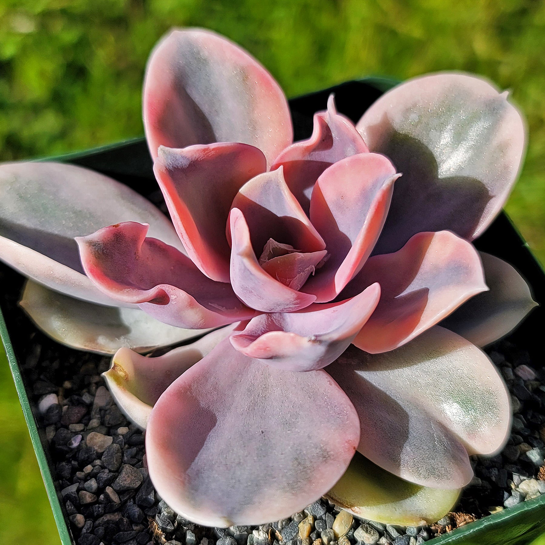 Echeveria Rainbow