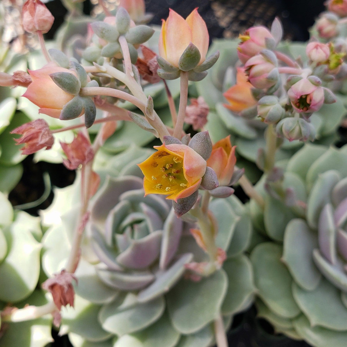 succulent lola Echeveria Lola 4" Pot