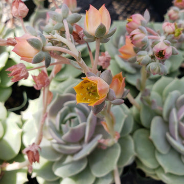 succulent with pink and orange flowers Shop 'Echeveria Lola'