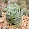 Echeveria Lovely Rose