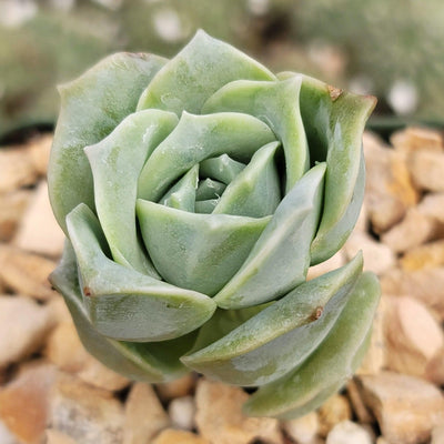 rose shaped succulent Echeveria Lovely Rose 6" Pot