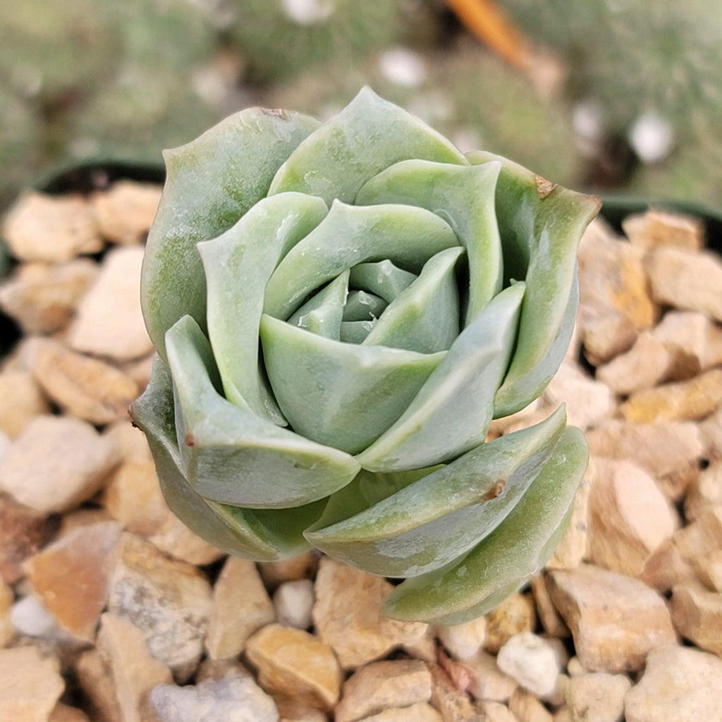 Echeveria Lovely Rose
