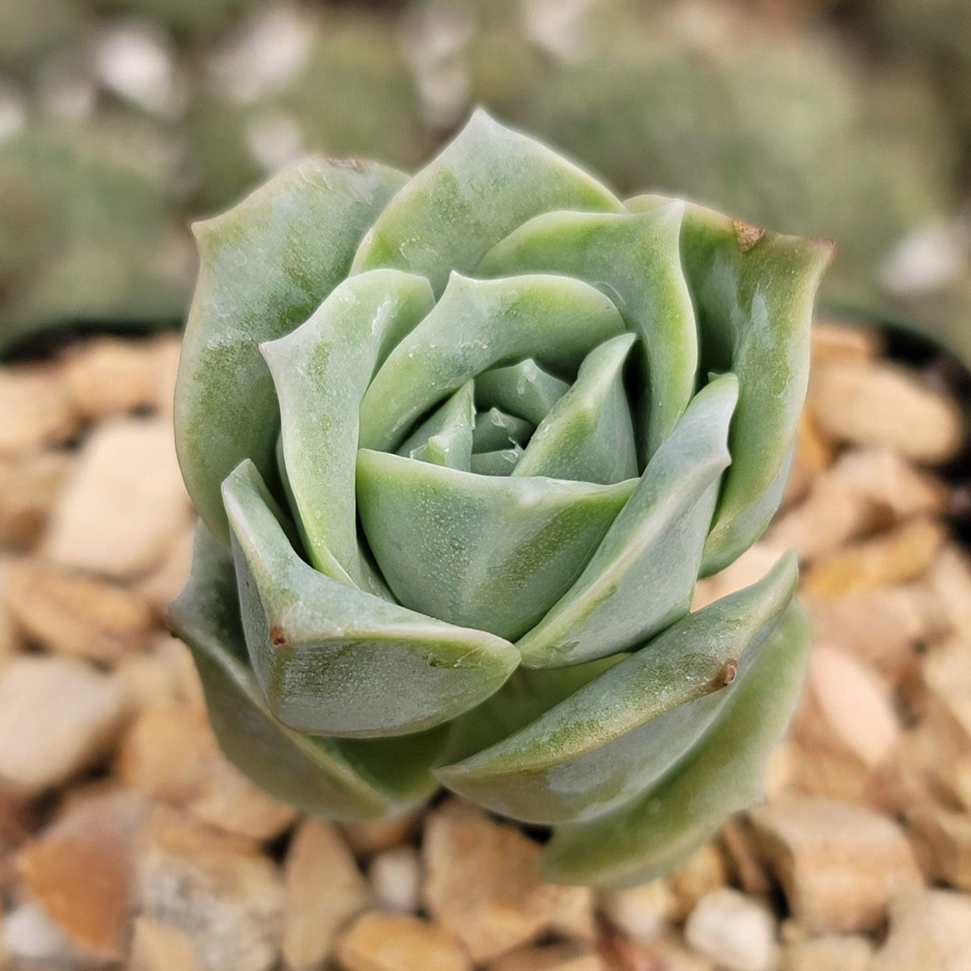 echeveria rose succulent Echeveria Lovely Rose 6" Pot