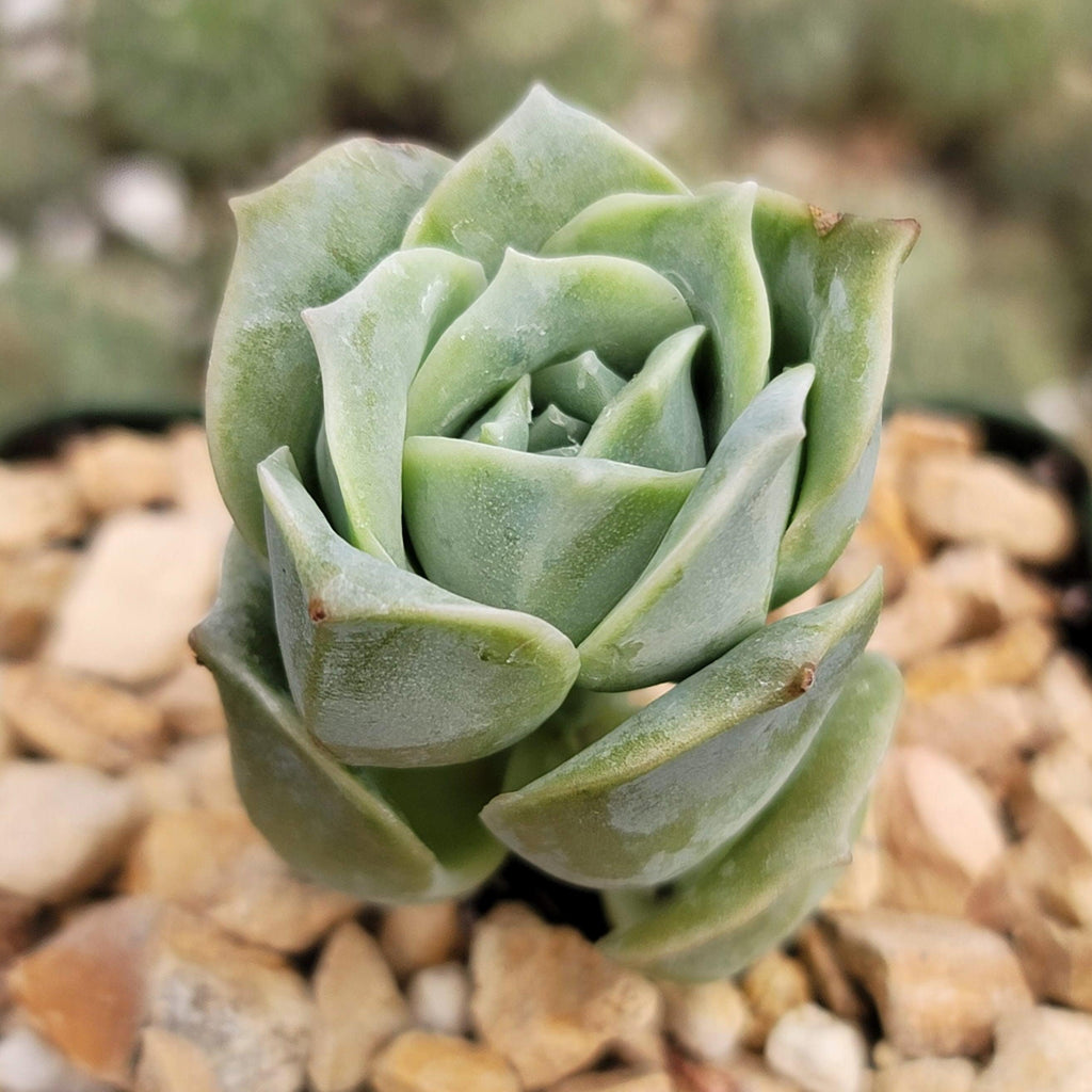 Echeveria Lovely Rose