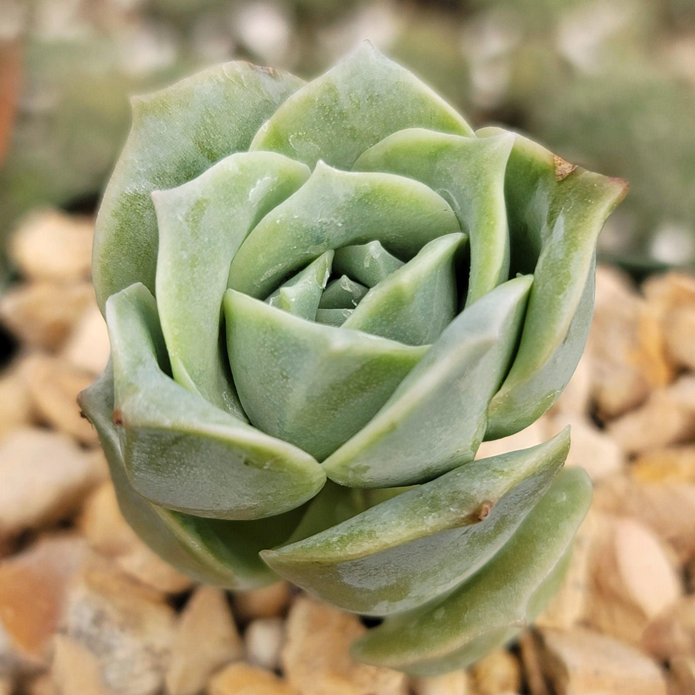 rose colored succulent Echeveria Lovely Rose 6" Pot