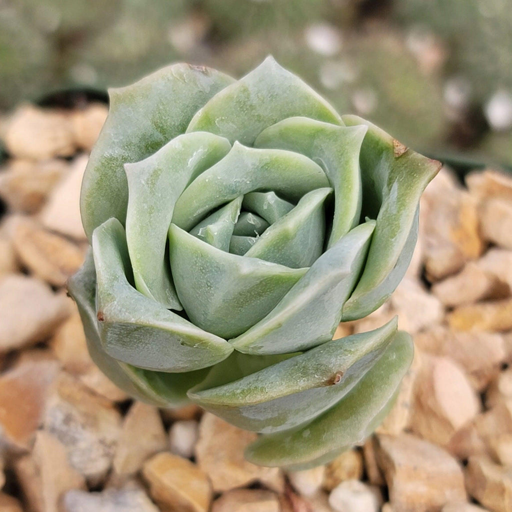 Echeveria Lovely Rose