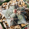 Echinocactus platyacanthus