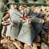 Echinocactus platyacanthus