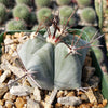 Echinocactus platyacanthus