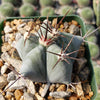 Echinocactus platyacanthus