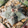 Echinocactus platyacanthus