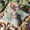 Echinocactus platyacanthus