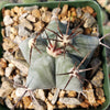 Echinocactus platyacanthus