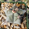 Echinocactus platyacanthus