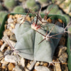 Echinocactus platyacanthus