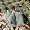 Echinocactus platyacanthus