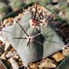 Echinocactus platyacanthus