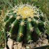 Echinocactus grusonii brevispinus