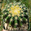 Echinocactus grusonii brevispinus