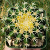 Echinocactus grusonii brevispinus