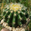 Echinocactus grusonii brevispinus