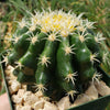 Echinocactus grusonii brevispinus