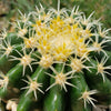 Echinocactus grusonii brevispinus