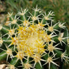 Echinocactus grusonii brevispinus