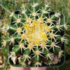 Echinocactus grusonii brevispinus