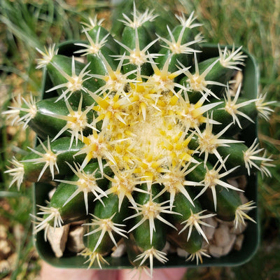 Echinocactus grusonii brevispinus