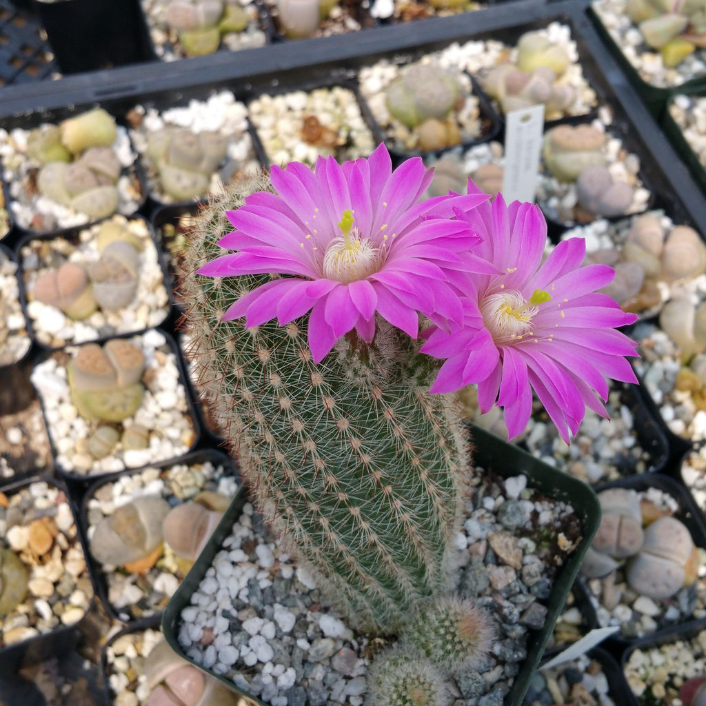 Echinocereus lauii