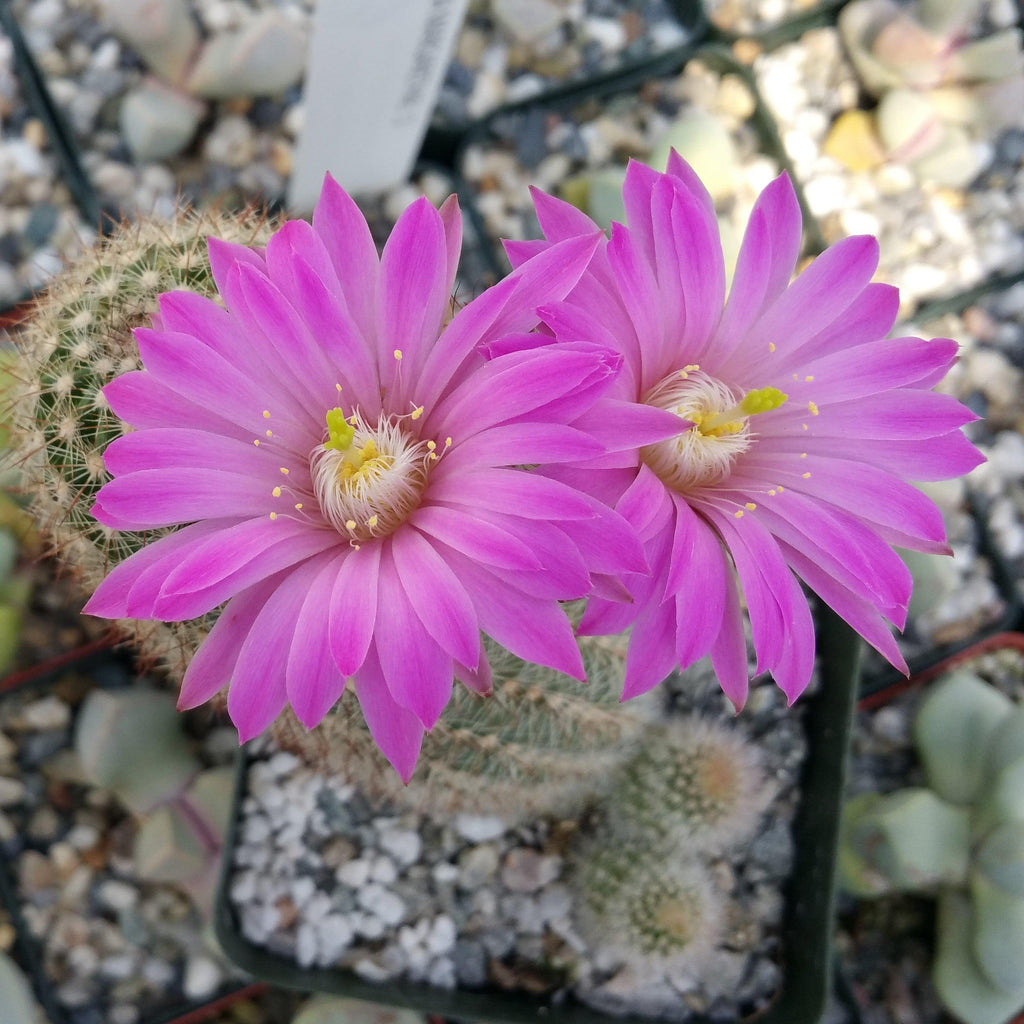 Echinocereus lauii