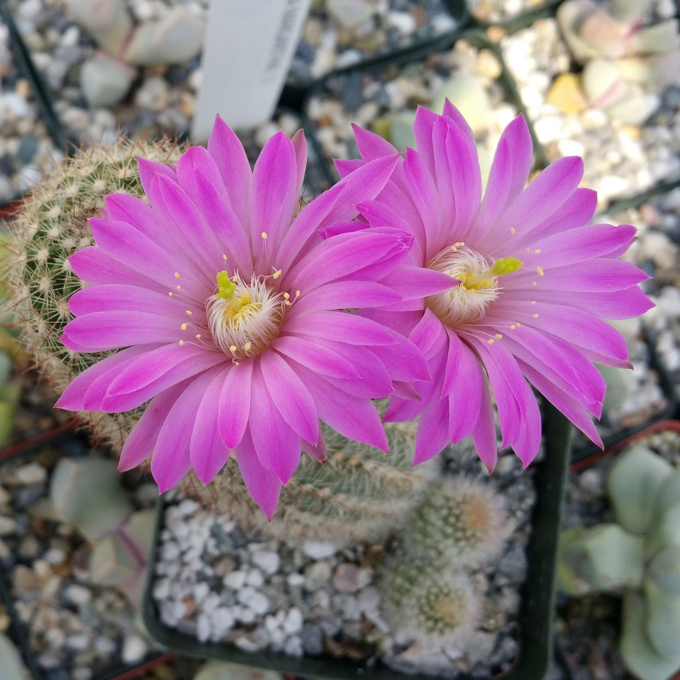 Echinocereus lauii – Planet Desert