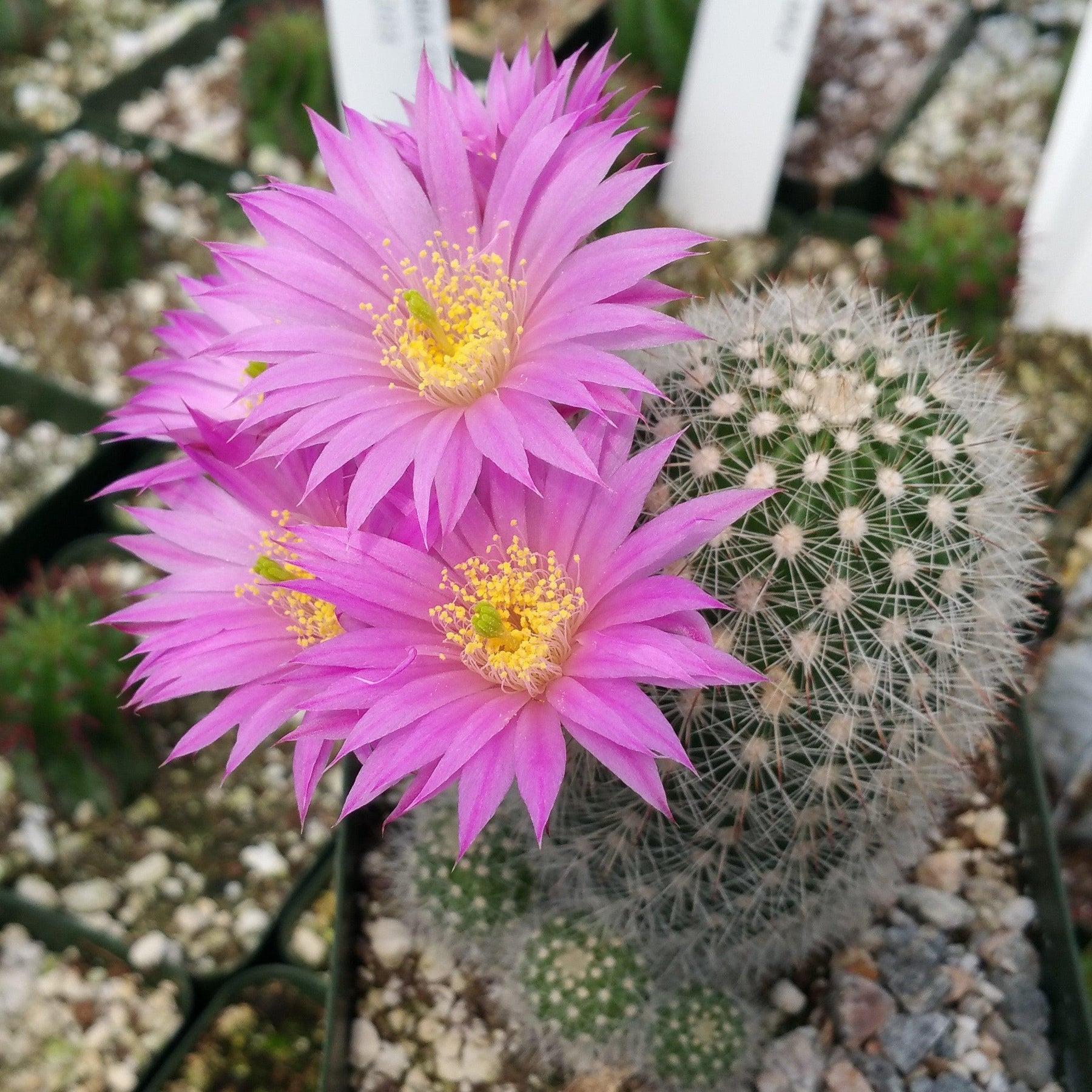 Echinocereus lauii – Planet Desert