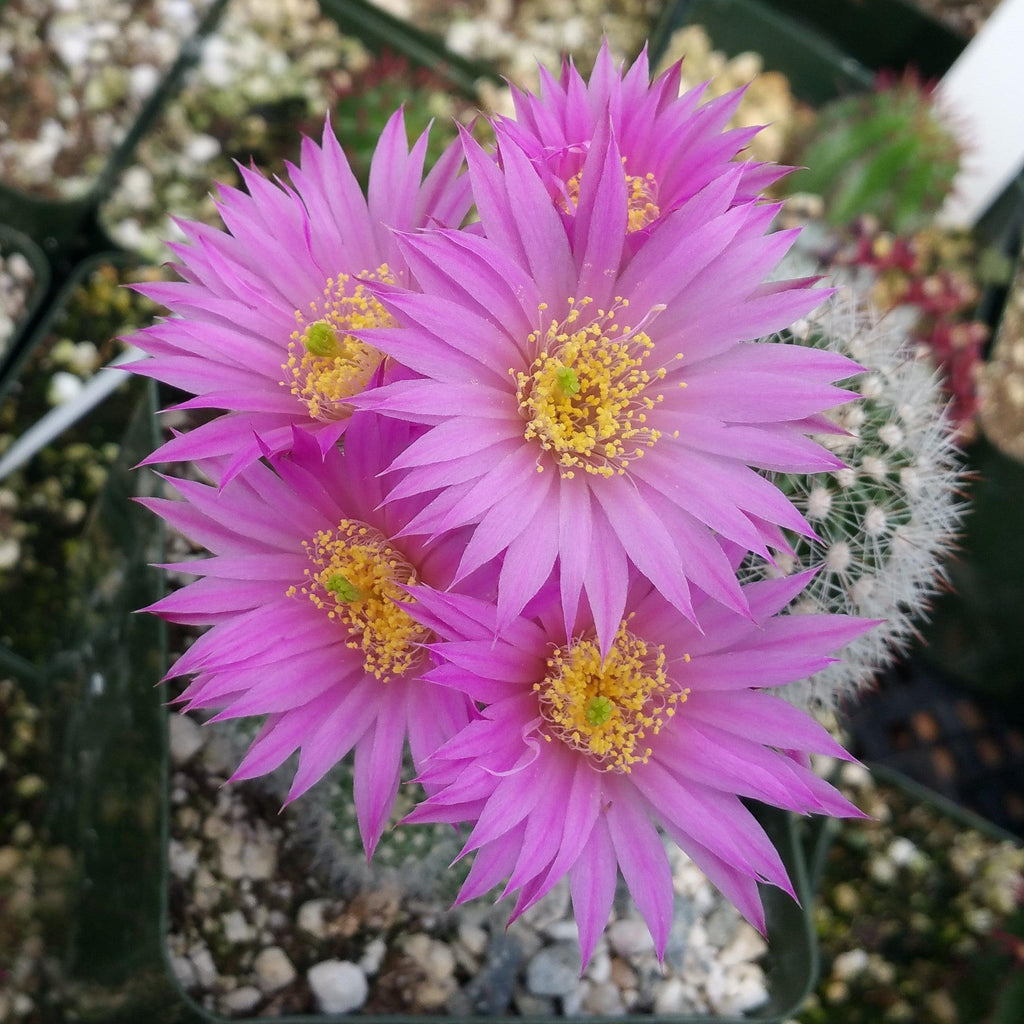 Echinocereus lauii