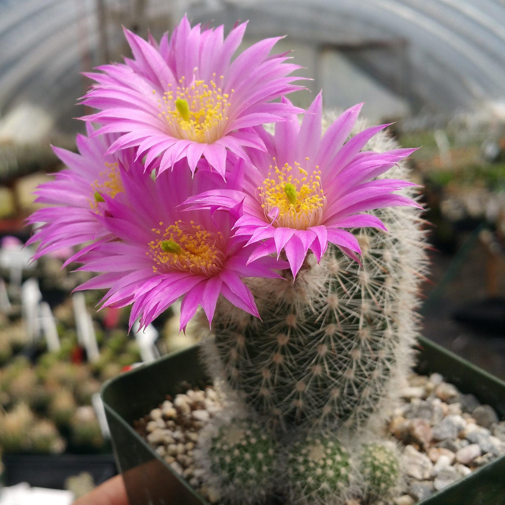 Echinocereus lauii