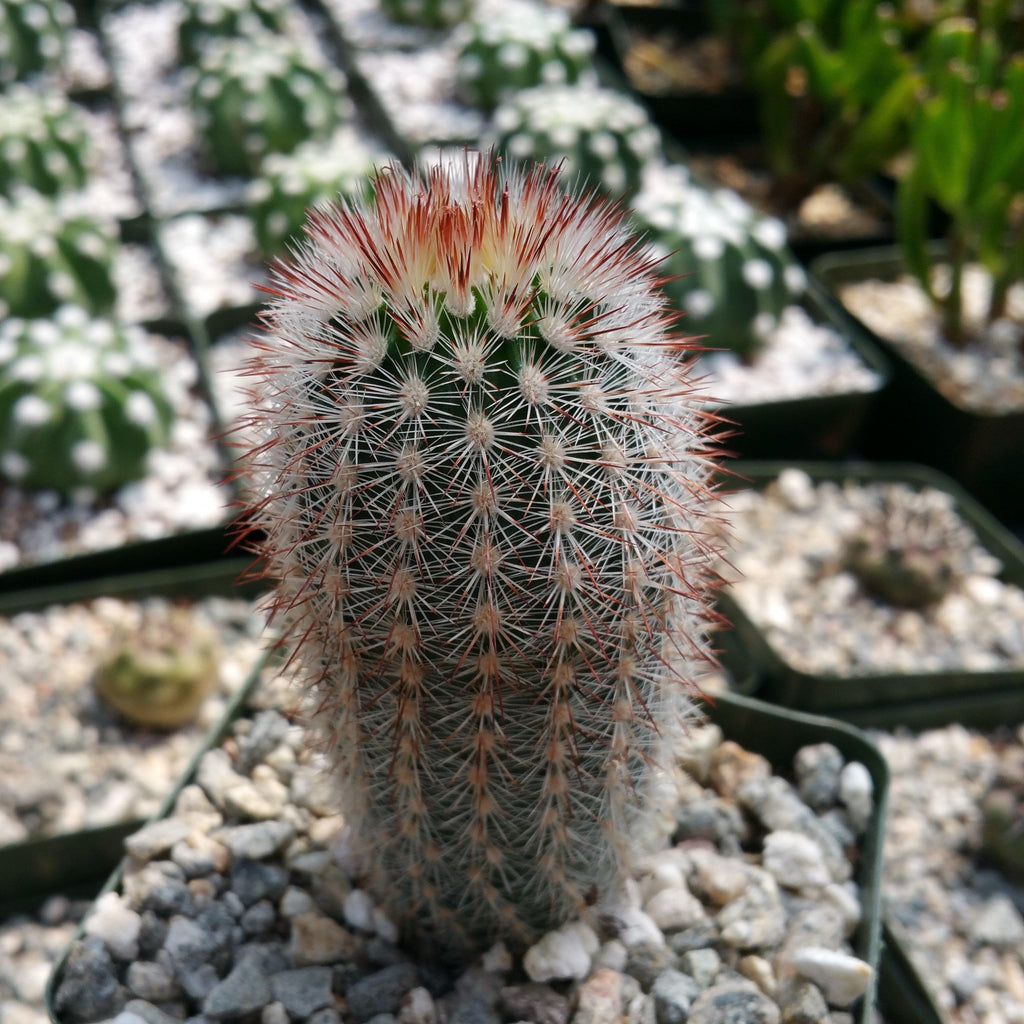 Echinocereus lauii