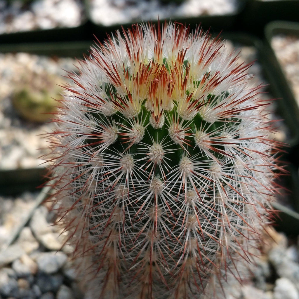 Echinocereus lauii