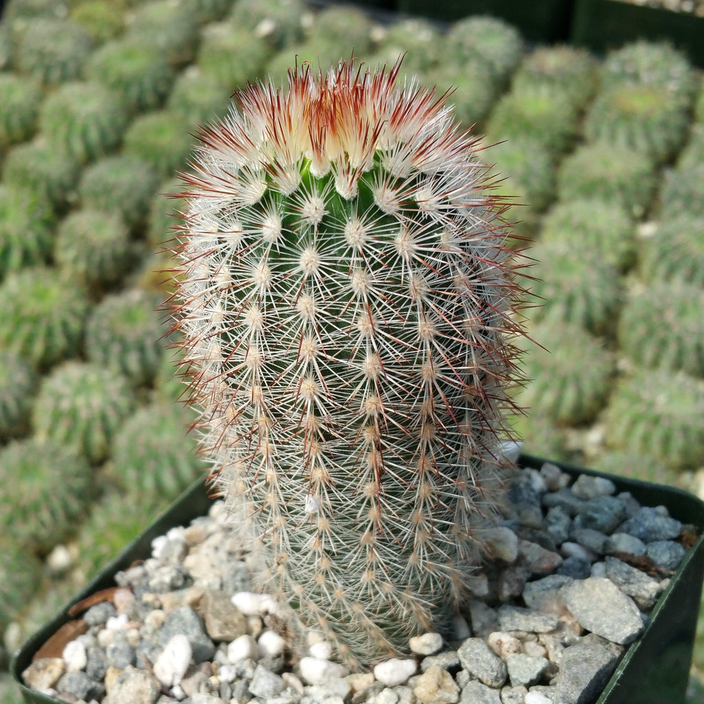 Echinocereus lauii