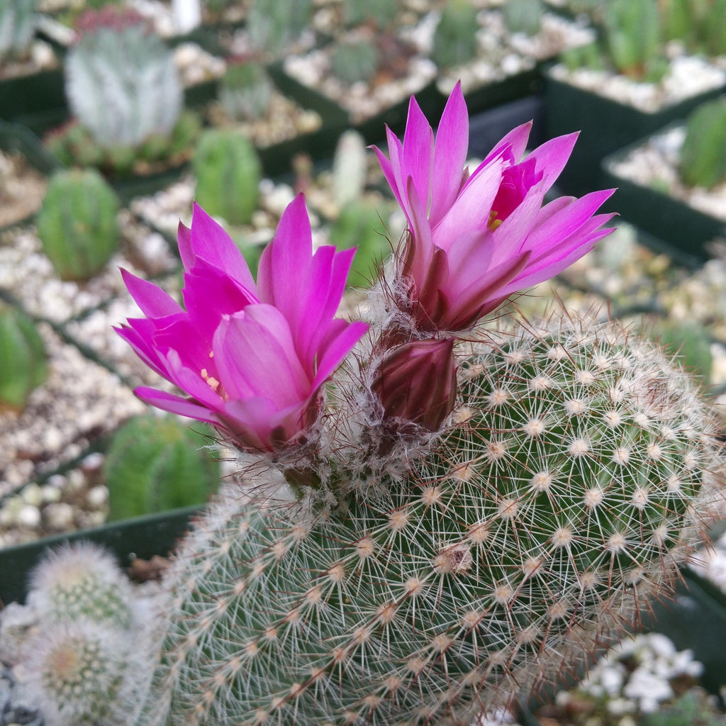 Echinocereus lauii