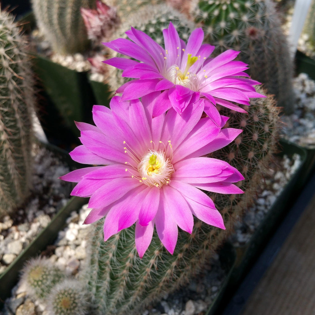 Echinocereus lauii