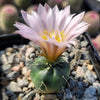 Echinocereus knippelanius orcutt