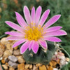 Echinocereus knippelanius orcutt